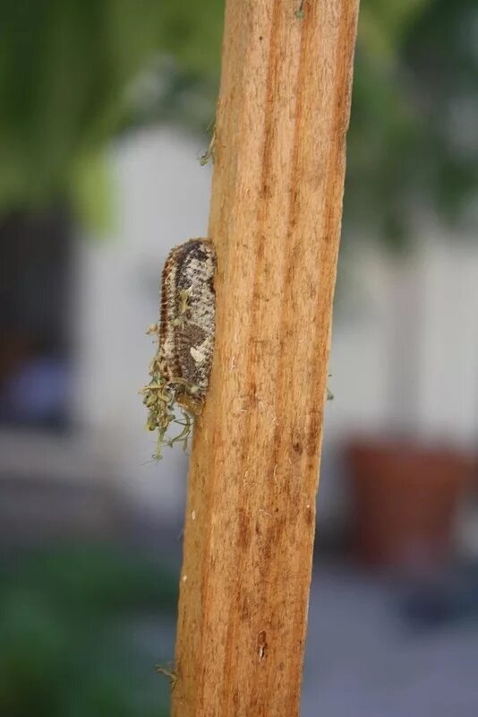 Кокон богомолов. Оотека (кокон) богомола. Mantis religiosa оотека. Коконы Богомолов. Гнездо богомола.