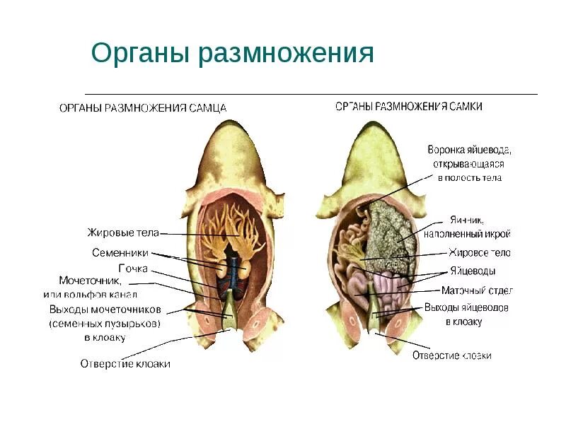Органы размножения самцов и самок. Продление рода органы размножения таблица. строение органов размножения самок. продление рода органы размножения кратко. органы размножения животных схема.