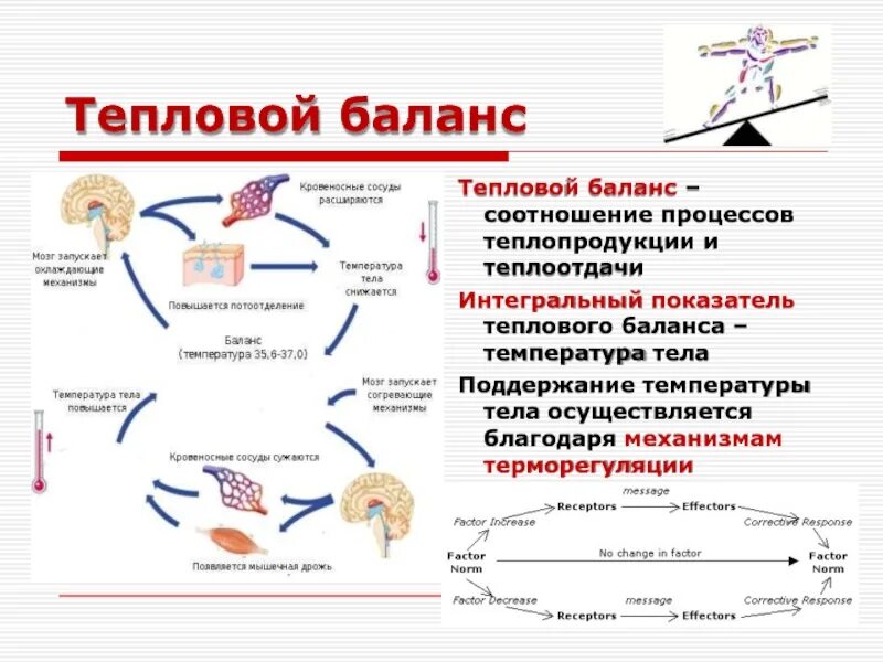 Баланс теплопродукции и теплоотдачи. Взаимосвязь теплопродукции и теплоотдачи. тепловой баланс организма. тепловой баланс физиология.
