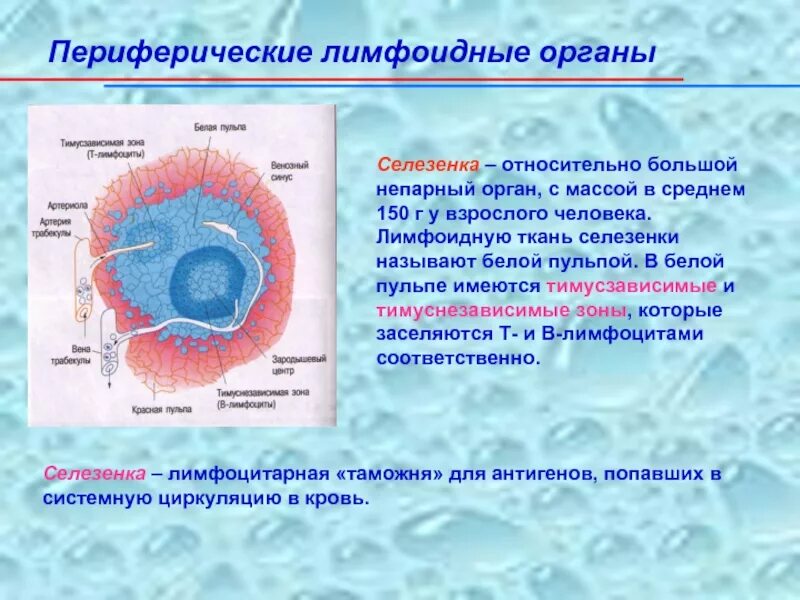 Ткань селезенки. Периферические лимфоидные органы. Селезенка лимфоидный орган. Локализация лимфоидной ткани. Лимфоциты в селезенке.