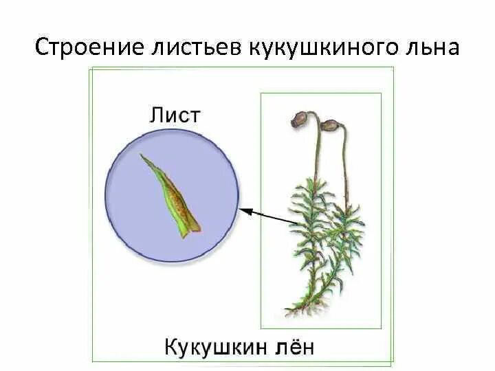 Строение гаметофита кукушкиного льна. Строение стебля кукушкина льна. Строение клетки кукушкина льна. Какие клетки у кукушкиного льна. Строение стебля мха кукушкин лён.