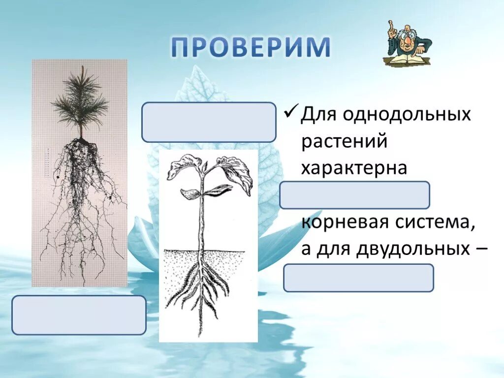 Признаки характерные для стержневой корневой системы. Стержневая и мочковатая корневая система. Стержневая система характерна для. Корневая система однодольных. Стержневая корневая система характерна для.