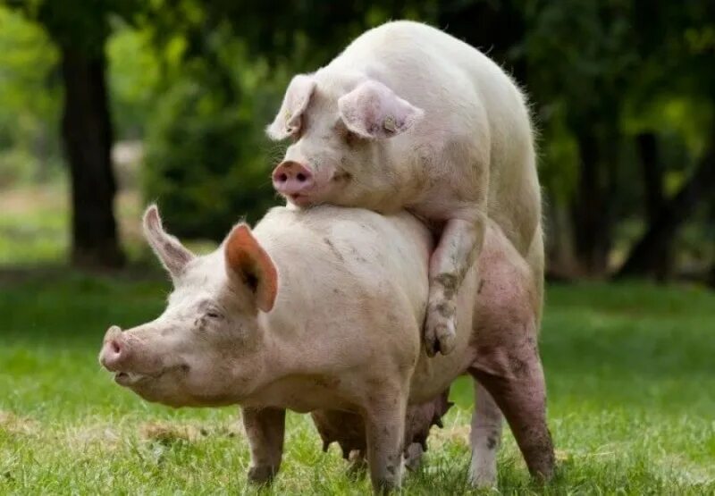 Как спариваются свиньи. Спаривание свиноматок. Спаривание женщины и свиньи. Как спариваются свиньи. Спаривание свиней фото.