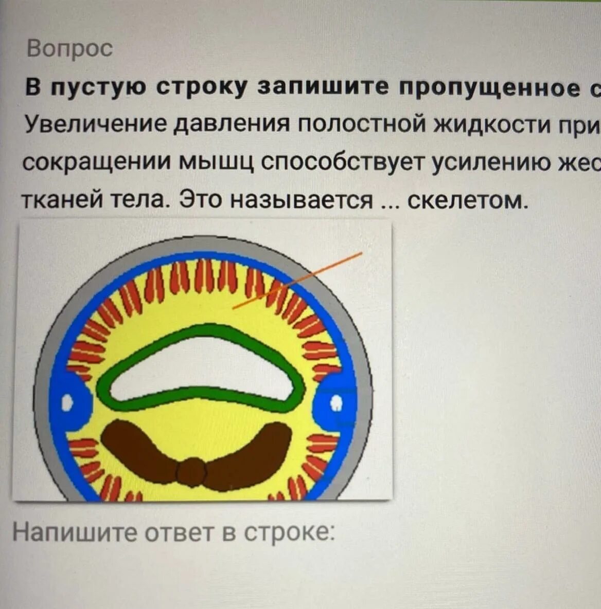 В пустую строку запишите пропущенное