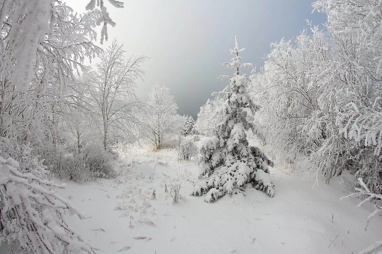 снегопад картинки. зимние картинки. снег идет февраль. снегопад. снег идет февраль.