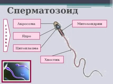 Костеневаның жалаңаш суреті