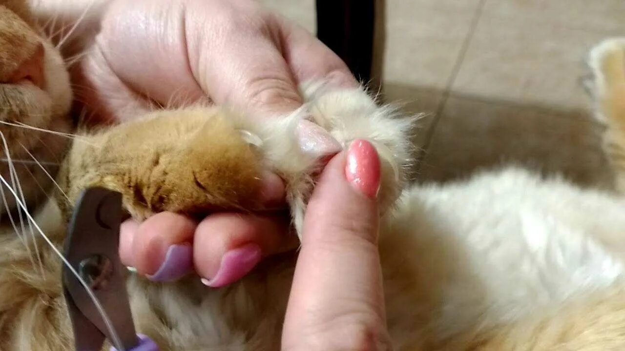 Можно коту удалить когти