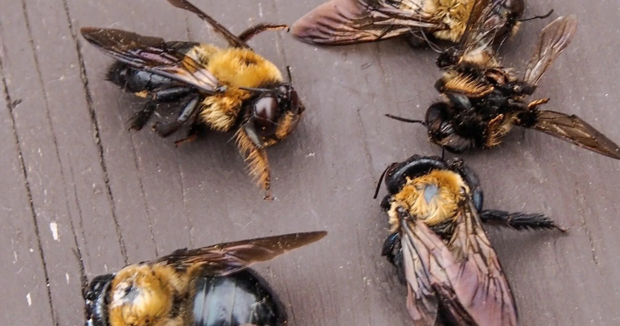 Пчелы гибнут. Мертвая пчела. Гибель пчел. Вымирание пчел.
