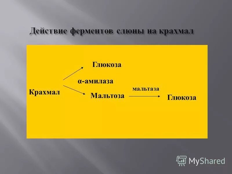 Крахмал слюна температура. Действие ферментов слюны. Действие ферментов слюны на крахмал. Влияние амилазы слюны на крахмал. Амилаза действует на крахмал.