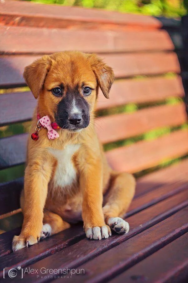 Золотистый ретривер рыжий. Рыжий щенок. Рыжий щенок. Лабрадор рыжий. Рыжий щенок.