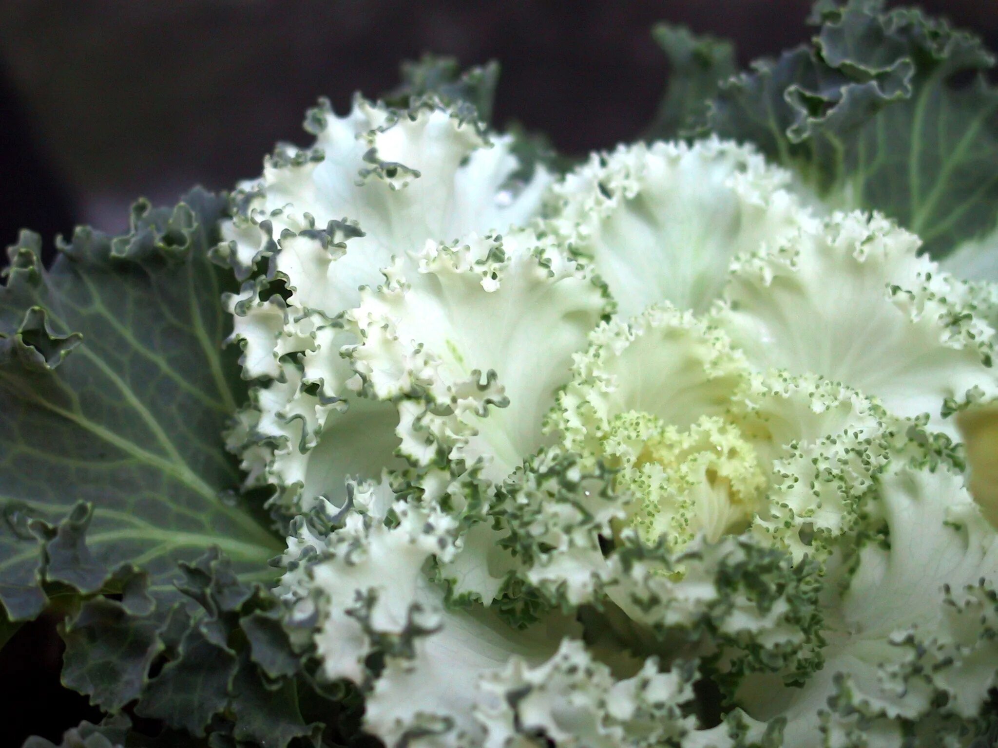 Среда обитания капусты. Brassica oleracea. Декоративная капуста Brassica oleracea. Brassica oleracea Дикая. Brassica narinosa.