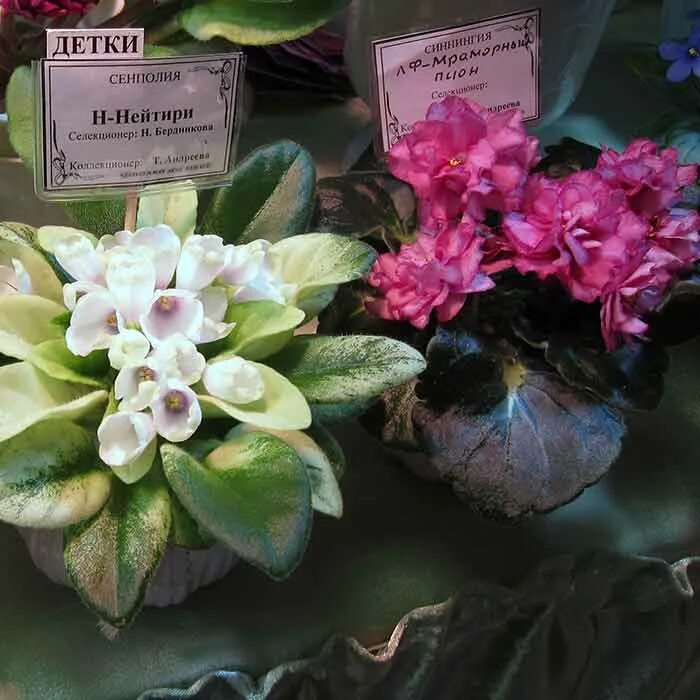 Фиалка 18. Сорт фиалки алмазная россыпь. Dn-леший фиалка. Фиалка 18. Фиалка ек бубновая дама.