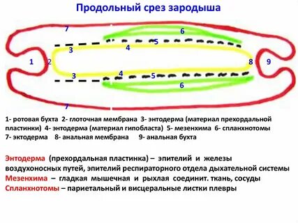 Прехордальная пластинка