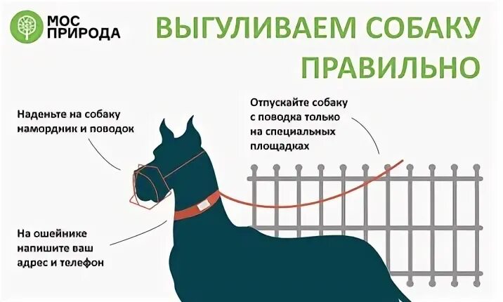 Как собаке пятая нога