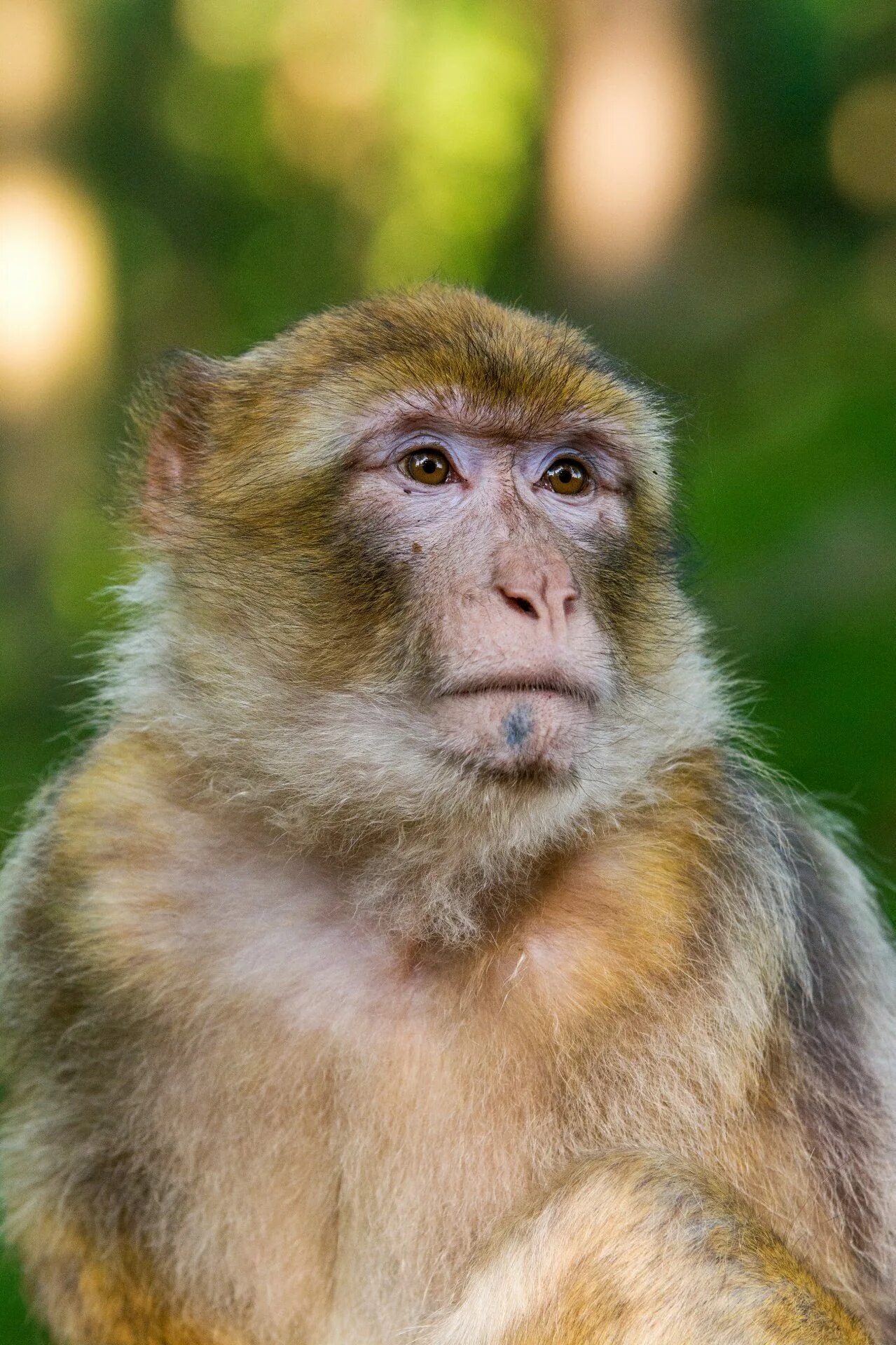 Макаки шимпанзе. Маймун маймун обезьяны. Макак магот. Барбари макак. Обезьяна примат.