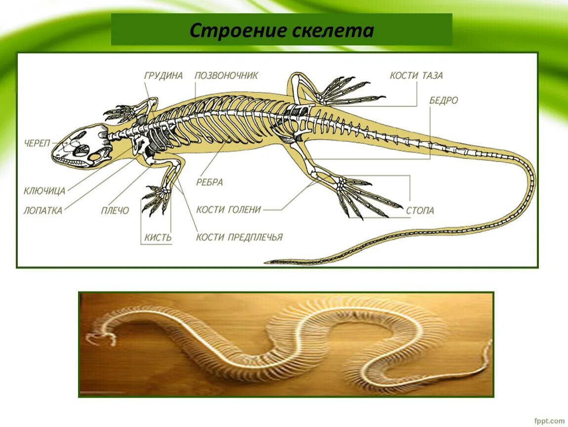 Скелет пресмыкающихся. Строение скелета пресмыкающихся. Скелет рептилий. Скелет рептилий рептилий.