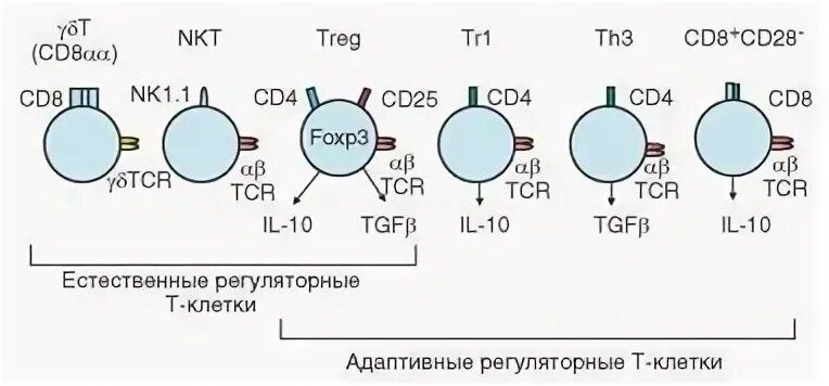 Регуляторные т клетки. Регуляторные функции т-лимфоцитов. Маркер регуляторных cd4 т клеток. Естественные регуляторные т-клетки. Адаптивные т-регуляторные клетки.