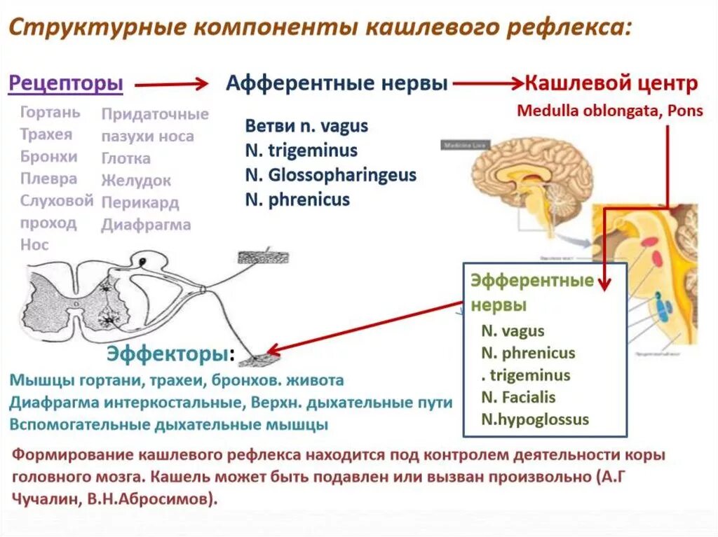 Рефлекторная дуга кашлевого рефлекса схема. Кашлевой рефлекс физиология. Кашлевой рефлекс соматический. Механизм кашлевого рефлекса. Кашель и чихание какой отдел мозга