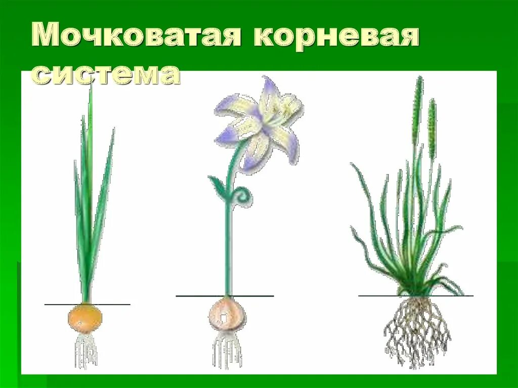 Какая система называется мочковатой. Растения с мочковатой корневой системой. однодольные растения с мочковатой. корневая мокроватая система растения. однодольные растения мочковатая корневая система.