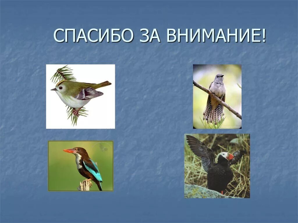 Спасибо за внимание птицы. Конец презентации с птицей. Спасибо за внимание с птичкой. Спасибо за внимание для презентации с птицами.