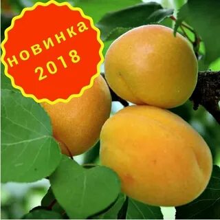 Каталог абрикосов