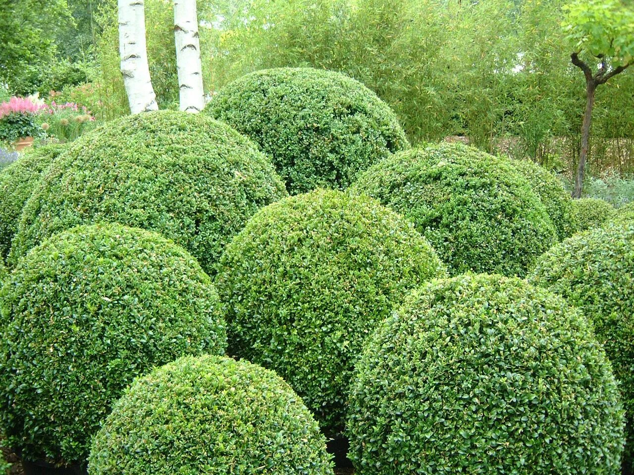 Названия вечнозеленых кустарников. Самшит Буксус. Buxus sempervirens самшит. Самшит Буксус вечнозеленый. Самшит вечнозеленый (шар).