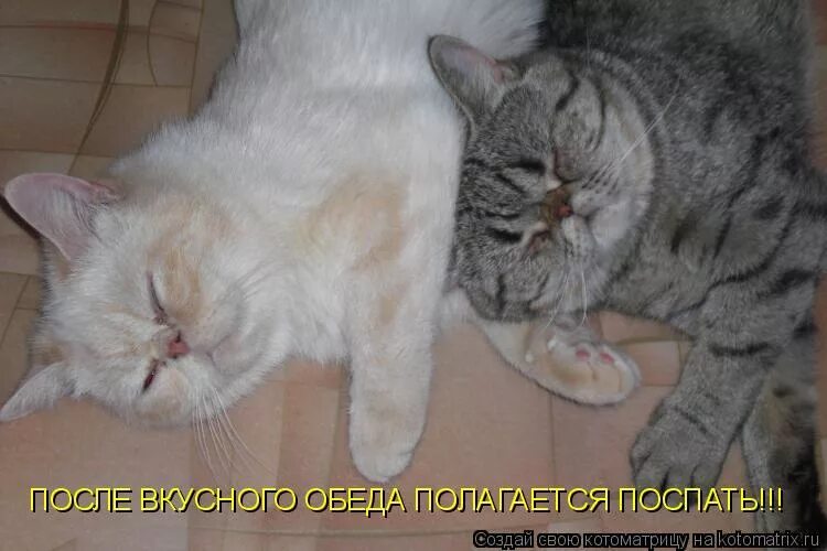 После сытного обеда по закону архимеда. После сытного обеда по закону архимеда полагается. После сытного обеда. После вкусного обеда. После сытного обеда полагается поспать.