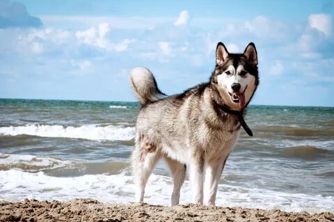 Cool Dog Siberian Husky On Beach Wallpapers HD / Desktop and Mobile Backgro...