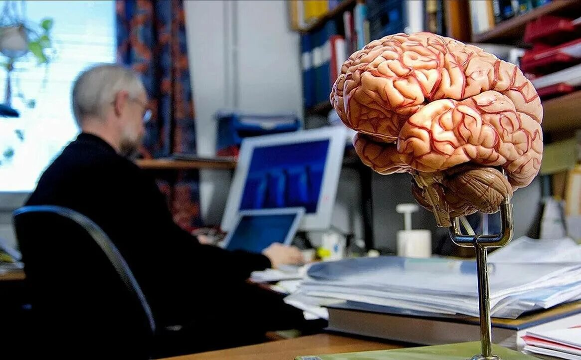Изучают ли мозг. Изучение мозга.