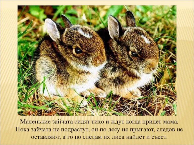 Зайчата рождаются. Зайчата листопаднички. Зайчата родились. Заяц Листопадничек.