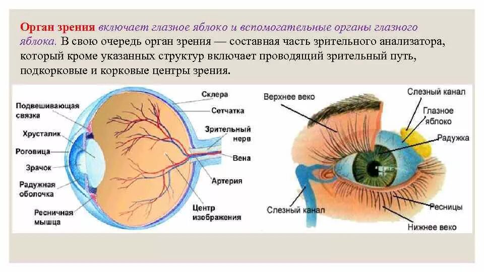 Система органа зрения