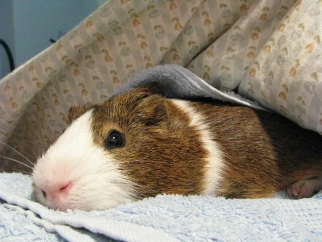Как спят морские свинки фото Guinea pig zone Guinea pigs, Cute guinea pigs, Pet guinea pigs