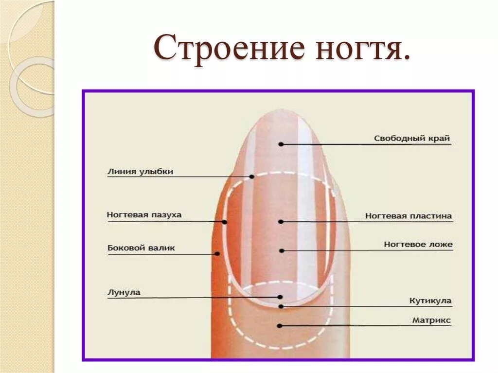 Онихобласты. Строение ногтевой пластины анатомия и физиология ногтей. Строение ногтя и ногтевой пластины схема. Ноготь строение анатомия схема. Строение ногтевой пластины Матрикс.