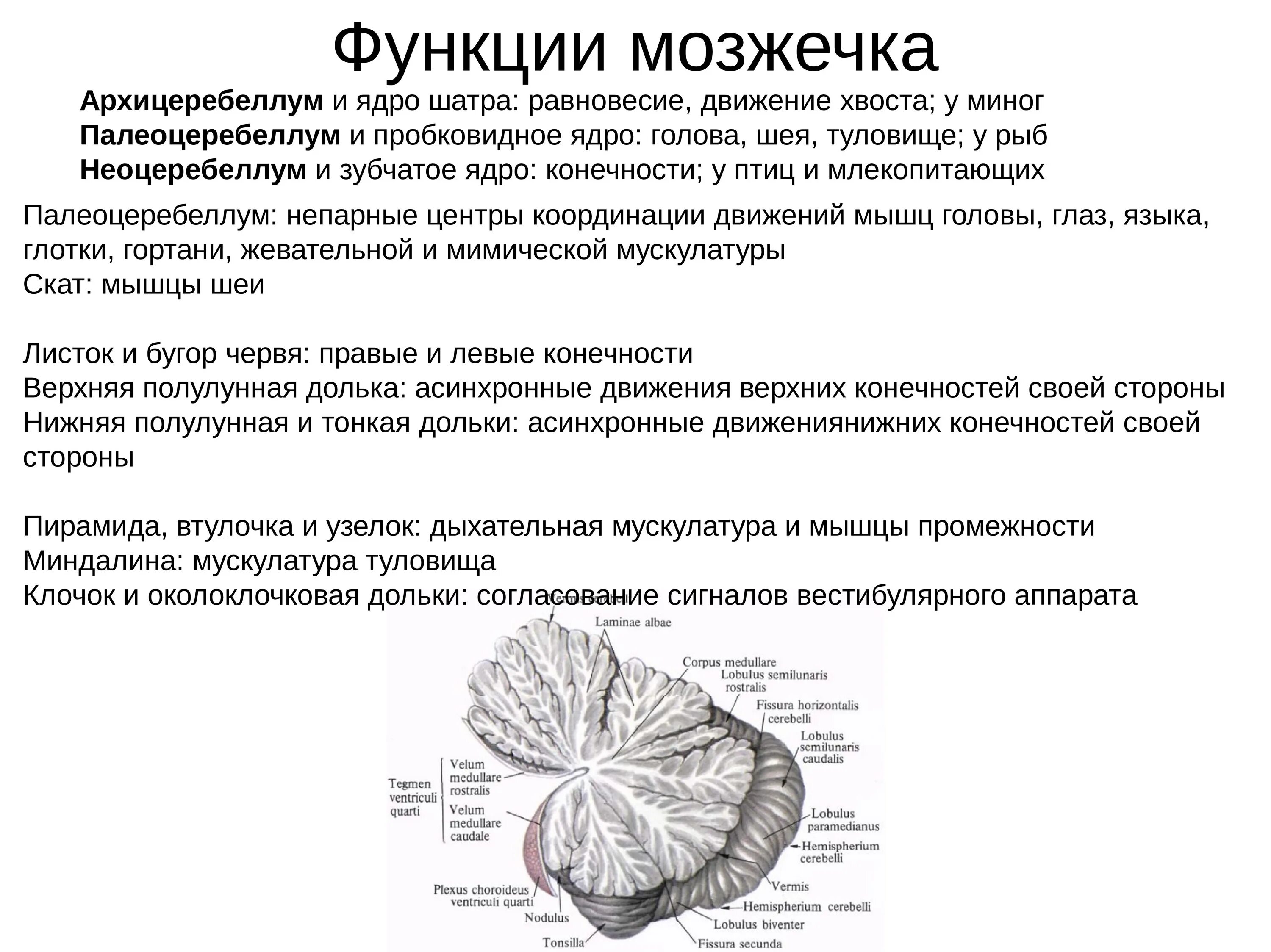 Ядра мозжечка и их функции. Функции ядер мозжечка. Мозжечок строение и функции. Мозжечок функции кратко.