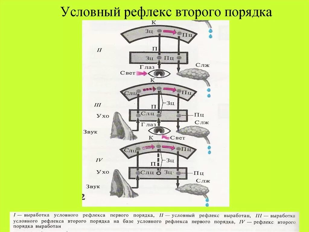 Порядок условных рефлексов. Условный рефлекс второго порядка. Рефлексы 1 и 2 порядка. Выработка условного рефлекса схема. Порядок выработки условного рефлекса.