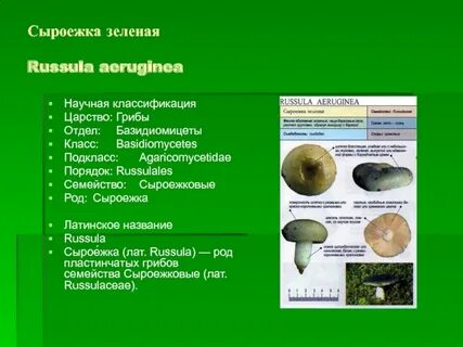 Грибы вид род семейство