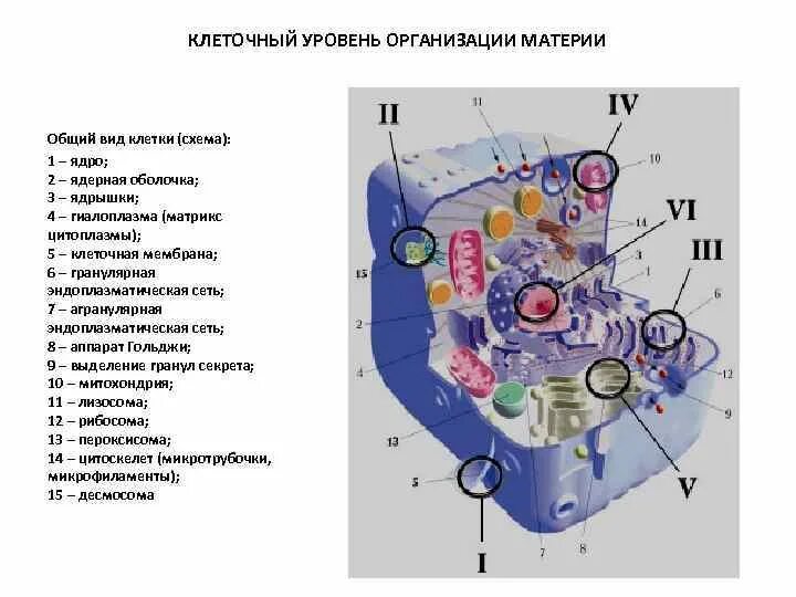 Тесты клеточный уровень. Клеточный уровень организации. Клеточный уровень организации живой материи. Клеточный уровень организации примеры. Уровни организации клетки.