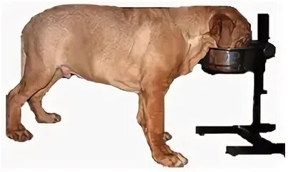Горбатая овчарка квазимодо. Осанка собаки. Позы животных в йоге. Синдром короткого позвоночника у собак. Собака мордой вниз с собакой.