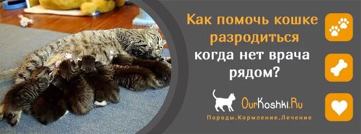 Как помочь кошке родить в домашних. Как помочь кошке родить. Как помочь кошке разродиться?.