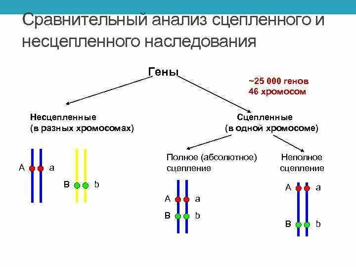 Пара разных аллельных генов. Сцепленное наследование схема скрещивания. Сцепленное наследование генов схема. Схема неполного сцепленного наследования. Сцепленное наследование признаков генетика.