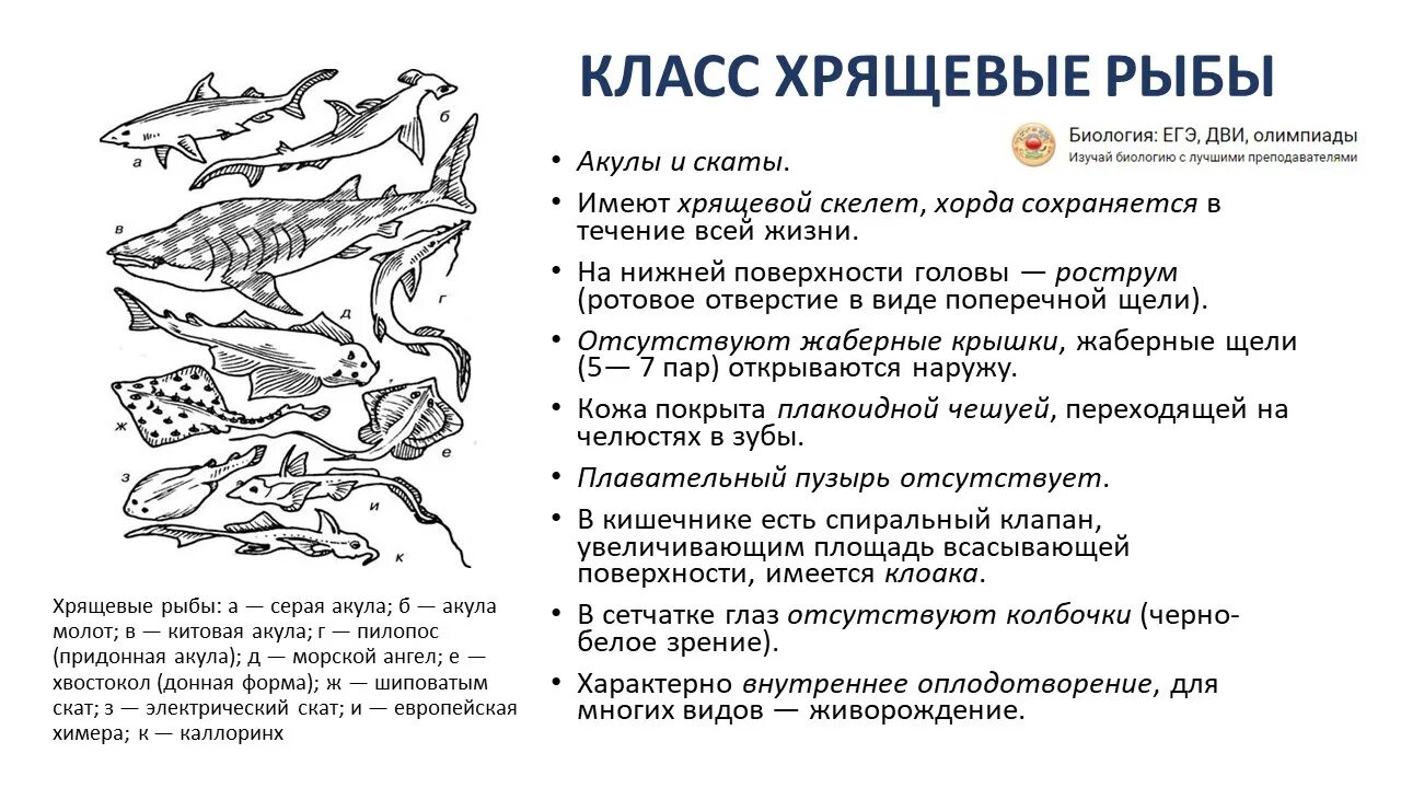 Контрольная работа по рыбам 8 класс биология. Класс рыбы 7 класс биология хрящевые и костные рыбы. Хрящевые рыбы отряды таблица биология. Хрящевые костно хрящевые костные рыбы. Характеристика классов хрящевых рыб.