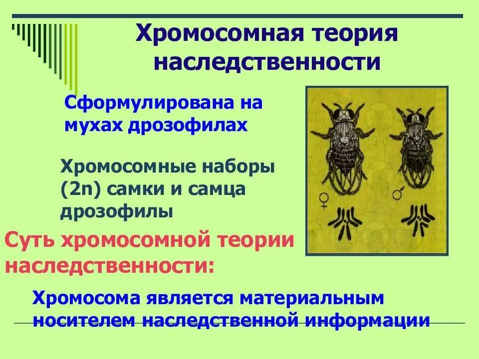 Положениями хромосомной теории наследственности является. 2. Хромосомная теория наследственности. Теории наследственности т. Моргана. 3. Хромосомная теория наследственности. 14. Т.Морган и хромосомная теория наследственности.