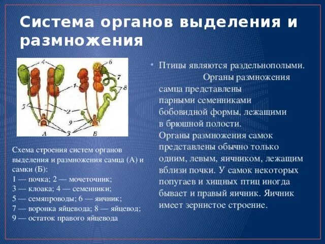 Орган размножения и расселения. Органы размножения птиц. Система органов размножения. Система органов размножения птиц. Органы выделения и размножения.