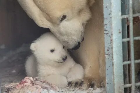 Недавно в зоопарке у медведицы родились медвежата