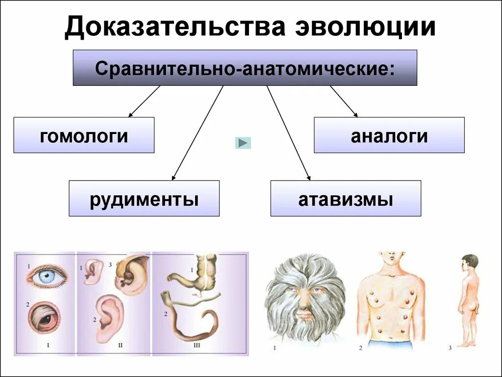 Рудименту атавизмам приведите. Рудименты сравнительно-анатомические доказательства. Рудименты и атавизмы доказательства эволюции. Рудименты доказательства эволюции. Сравнительно морфологические доказательства эволюции.