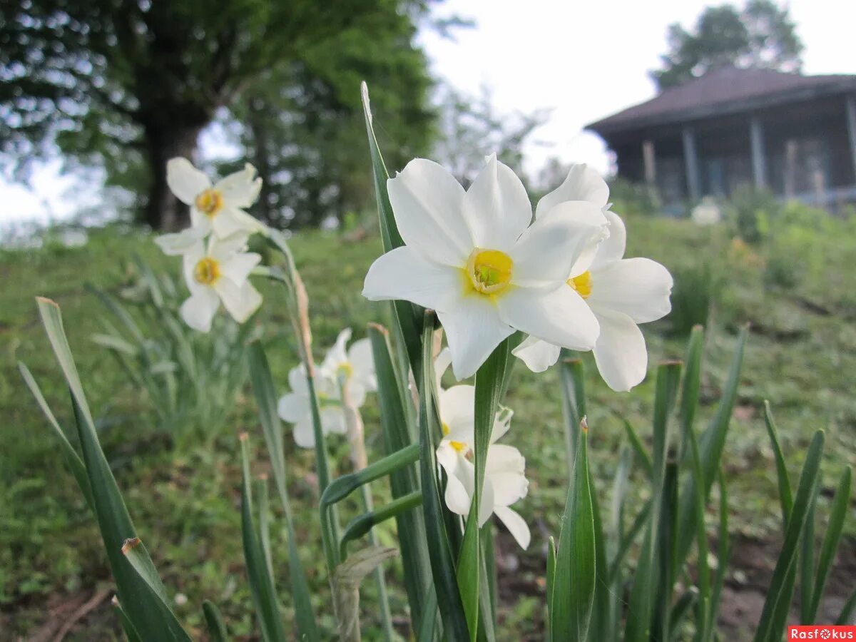 нарцисс желтый королевский. картинка мельник нарцисс. нарцисс jenny. нарциссы в цветочном магазине. нарциссы высота растения ice follies.