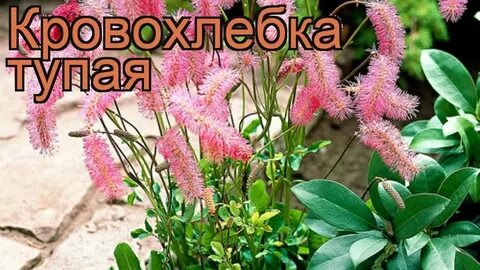 Если бы я была цветами