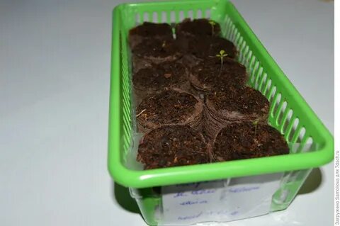 Сколько всходит петуния в гранулах после посева
