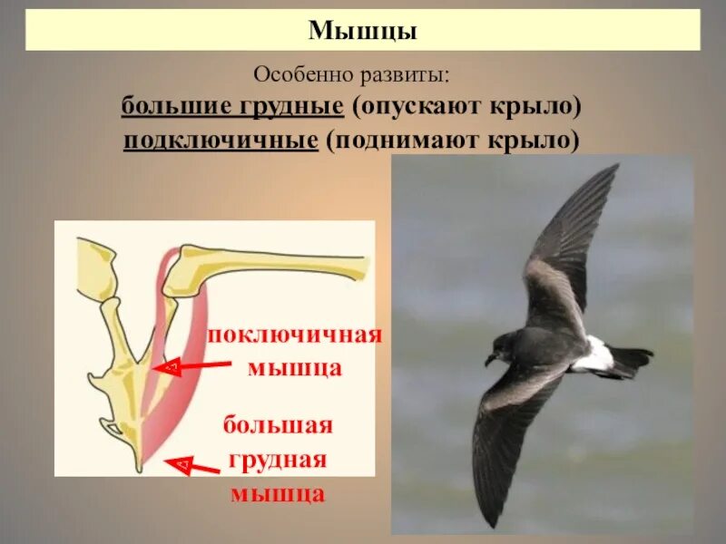 Особенности скелета и мускулатуры птиц. Мускулатура птиц. Летательные мышцы птиц. Класс птицы мускулатура. Строение мышц крыла птицы.