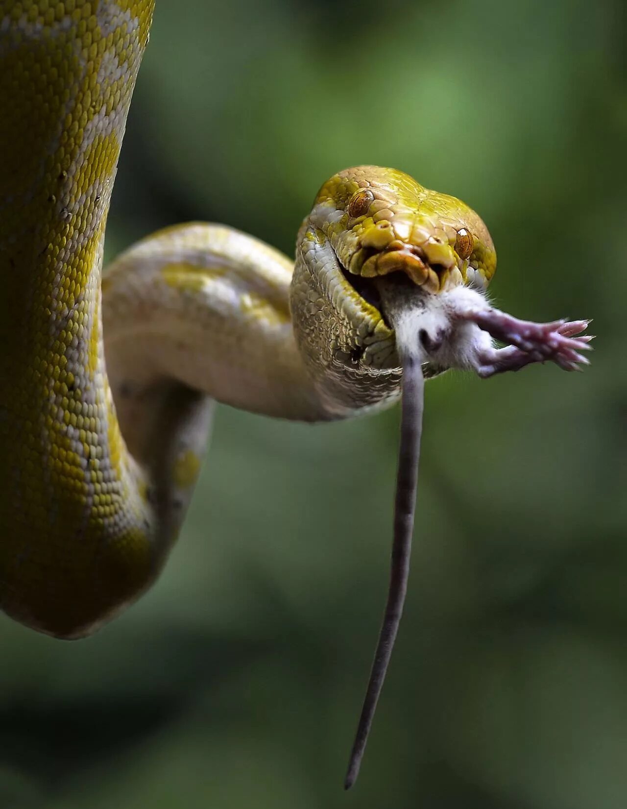 забавная змея. улыбающиеся змеи. смешная змея. забавная змея. змея смеется.